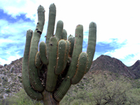 Echinopsis atacamensis