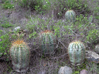 Echinopsis atacamensis