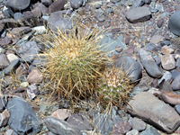 Echinopsis atacamensis