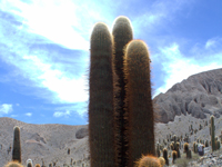 Echinopsis atacamensis