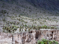 Echinopsis atacamensis