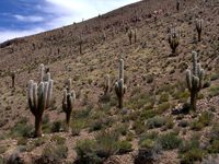 Echinopsis atacamensis