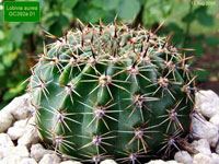 Echinopsis aurea