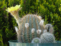 Echinopsis aurea