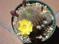 Echinopsis aurea