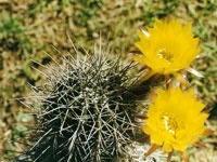 Echinopsis aurea