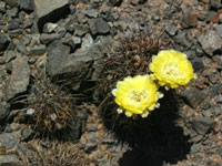 Echinopsis aurea