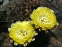 Echinopsis aurea