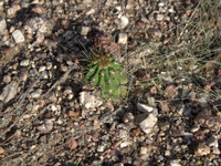 Echinopsis aurea