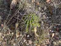 Echinopsis aurea