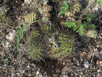 Echinopsis aurea