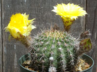 Echinopsis aurea