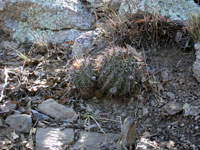 Echinopsis aurea