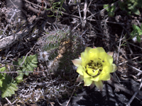 Echinopsis aurea