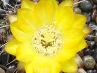 Echinopsis aurea