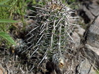 Echinopsis aurea