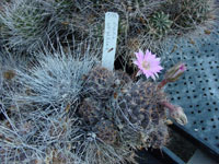 Echinopsis backebergii