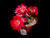 Echinopsis backebergii