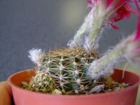 Echinopsis backebergii