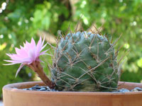 Echinopsis backebergii