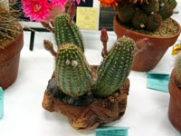 Echinopsis backebergii