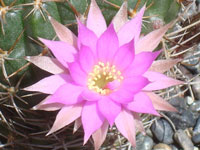 Echinopsis backebergii