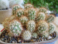 Echinocereus barthelowanus