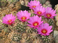 Echinocereus barthelowanus