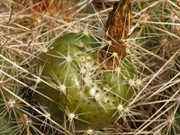 Echinocereus barthelowanus