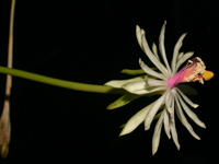 Epiphyllum baueri