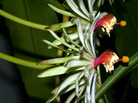 Epiphyllum baueri