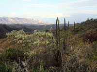 Espostoa blossfeldiorum