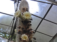 Espostoa blossfeldiorum