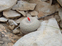 Epithelantha bokei