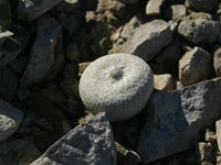 Epithelantha bokei