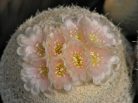 Epithelantha bokei