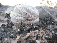 Epithelantha bokei