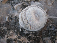 Epithelantha bokei