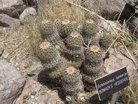 Echinocereus bonkerae