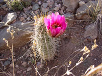 Echinocereus boyce-thompsonii