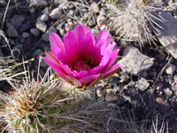 Echinocereus boyce-thompsonii