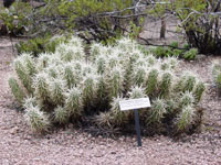 Echinocereus brandegeei