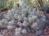 Echinocereus brandegeei