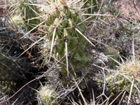 Echinocereus brandegeei