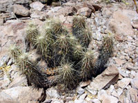 Echinocereus brandegeei