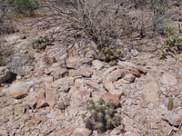 Echinocereus brandegeei