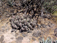 Echinocereus brandegeei