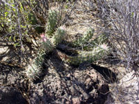 Echinocereus brandegeei