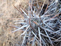 Echinocereus brandegeei