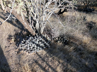 Echinocereus brandegeei